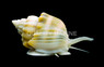 Super Nassarius Snail :: 57095