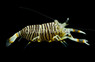 Bumble Bee Shrimp :: 57506