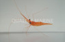 Penaeidean Shrimp :: 57510