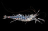 Bruuns' Cleaner Shrimp :: 57516