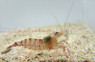 Kuekenthal's Peppermint Shrimp :: 57532