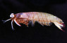 Ghost Mantis Shrimp :: 57553