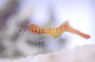 Orange Leander Shrimp :: 57585