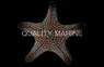 Cortez Sea Star :: 59010