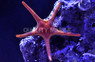 Orange Double Sea Star :: 59012