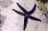 Purple Linckia Sea Star :: 59024