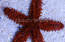 Red Knob Sea Star :: 59029