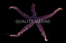 Red Brittle Sea Star :: 59061