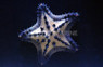 Black Chip Sea Star :: 59073