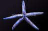 Colored Phataria Sea Star :: 59075