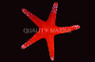 White Spot Red Sea Star :: 59085