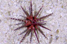 Banded Pencil Urchin  :: 59528