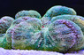 Assorted Carpet Anemone :: 50001