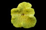 Assorted Green Carpet Anemone :: 50001
