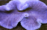 Purple Carpet Anemone :: 50005
