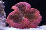 Red Carpet Anemone  :: 50007