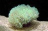 Colored Bulb Anemone :: 50045