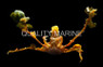 Decorator Arrow Crab :: 52567