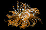 Magnificent Feather Duster :: 53501
