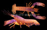 Purple Claw Daumi :: 54517