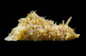Dolabella Sea Hare :: 55025