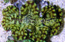 Squamosa Clam :: 56504