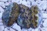 Crocea Clam :: 56518