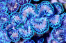 Ultra Blue/Turquoise Maxima Clam :: 56552