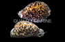 Tiger Cowrie :: 57009