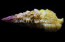 Cerith Snail :: 57075