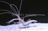 Cave Shrimp  :: 57508