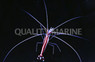 Scarlet Skunk Cleaner Shrimp :: 57509