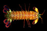 Peacock Mantis Shrimp :: 57530