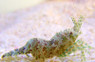 Green Saron Shrimp :: 57539