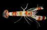 Red Banded Pistol Shrimp :: 57549