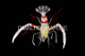 Gold Coral Banded Shrimp :: 57567