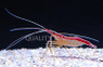 Atlantic Scarlet Striped Cleaner Shrimp :: 57589