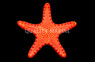 Biscuit Sea Star :: 59005