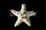 Chocolate Chip Sea Star :: 59009