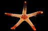 Red Marble Sea Star :: 59019