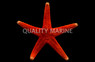 Red Fromia Sea Star :: 59026