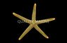 Yellow Spotted Mesh Sea Star :: 59033