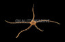 Tiger Brittle Sea Star :: 59038