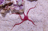 Red Brittle Sea Star :: 59039