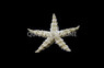 Sand Sifting Sea Star :: 59043