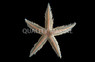Blue/Pink Sand Sifting Sea Star :: 59057