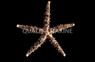 Rainbow Komodo Sea Star :: 59079