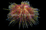 Red Pincushion Urchin :: 59510