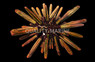 White Ring Shortspine Urchin :: 59515