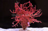 Kelp On Rock, Red Grape :: 60020